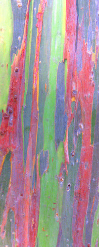Tree Bark